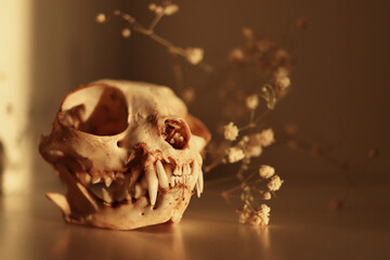 Naklejka premium Cat's skull close-up. Dry flowers. Halloween decor. Items of a witch, a device for witchcraft rituals