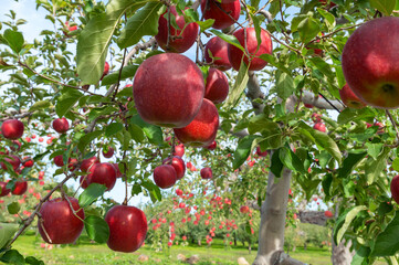 【青森県弘前市りんご】岩木山麓津軽の秋、りんご園は収穫中