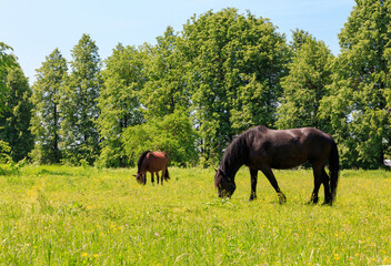 Dark brown Percheron horse and Warmblood horse are grazing in a spring meadow