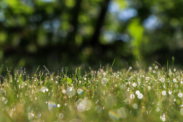 Fototapeta premium Dewy grass with natural bokeh, trees in the background