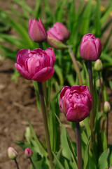 Double early tulips of the 'Margarita' variety in the garden, close-up, selective focus, shallow...