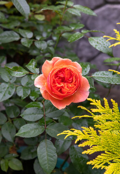 A close up of orange Nostalgic Hybrid Tea Rose of the 'Chippendale' variety (Duchess of Cornwall, Music Hall) in a garden after the rain