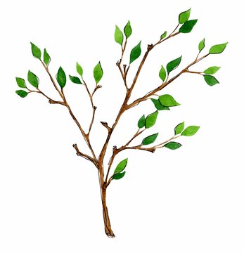 Hand drawn tree branches. Watercolor sketch greenery. Botanical illustrations. Floral set design for wedding cards and invitations, mothers day and birthday card. Isolated on white background