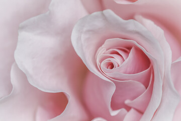 Fototapeta na wymiar Pale pink white rose flower. Macro flowers background for holiday design