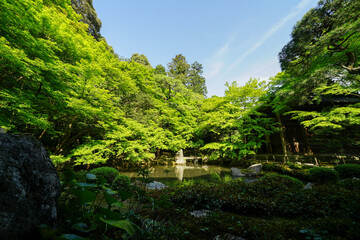 Fototapeta na wymiar 蓮華寺の庭園
