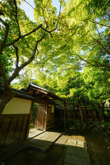 Fototapeta premium 蓮華寺の境内風景