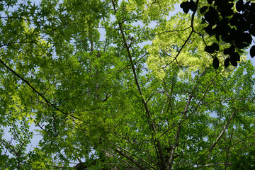蓮華寺の境内風景