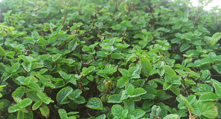 Fresh green leaves of mint, lemon balm, peppermint top view. Mint leaf texture. Ecology natural layout. Mint leaves pattern spearmint herbs nature background