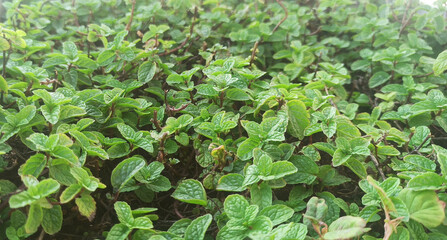 Fresh green leaves of mint, lemon balm, peppermint top view. Mint leaf texture. Ecology natural layout. Mint leaves pattern spearmint herbs nature background