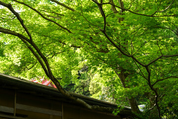 蓮華寺の境内風景