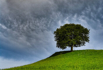 Beautiful landscape with clouds and big  green cherry tree on a hill