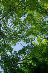 蓮華寺の境内風景