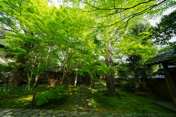 Obraz premium 蓮華寺の境内風景