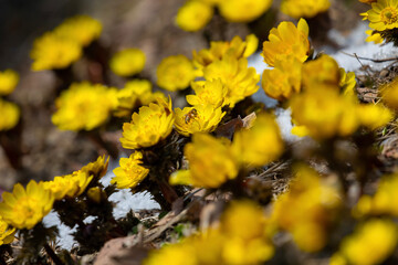 yellow flowers on the ground
