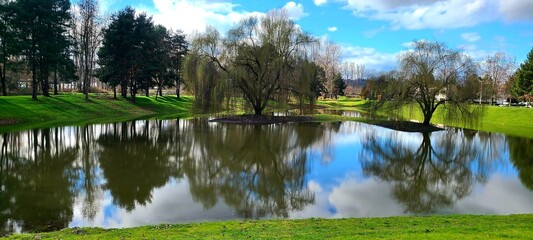 tree water reflection