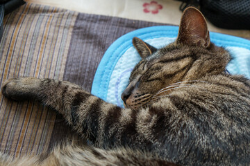 クッションの上で寝ている猫