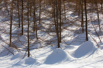 snow covered trees