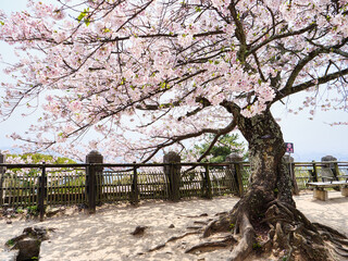 春の松山城、城内の満開に咲いた桜