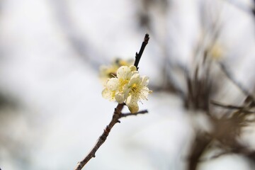 ふんわりした後ボケと可愛い枝垂れ梅の花
