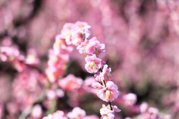 ふんわりした後ボケと可愛い枝垂れ梅の花