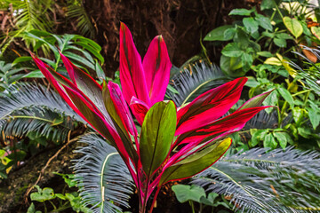 A fragment of the winter garden of exotic plants in the greenhouse Vancouver Bloedel Conservatory