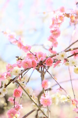 ふんわりした後ボケと可愛い枝垂れ梅の花