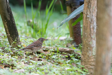 Pale thrush on the ground