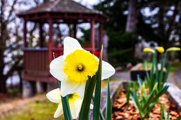 daffodils in the garden