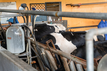 dairy cows are in the process of taking milk. agriculture industry, farming and animal husbandry concept - herd of cows eating hay in cowshed on dairy farm
