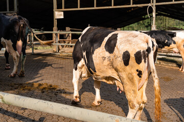 dairy cows are in the process of taking milk. agriculture industry, farming and animal husbandry concept - herd of cows eating hay in cowshed on dairy farm