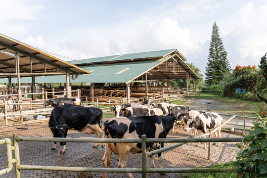 dairy cows are in the process of taking milk. agriculture industry, farming and animal husbandry concept - herd of cows eating hay in cowshed on dairy farm