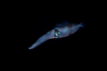 Bigfin Reef Squid - Sepioteuthis lessoniana swims in the open water in the night. Underwater world of Tulamben, Bali, Indonesia.
