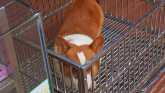 A cute corgi in a pet store