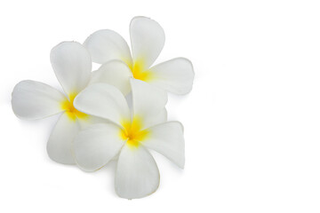 Fototapeta na wymiar White frangipani flowers isolated on white background. This has clipping path.