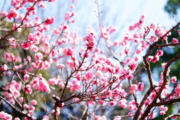 春に咲く梅の花