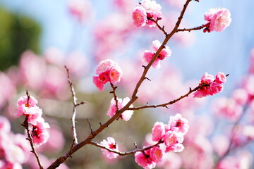 春に咲く梅の花