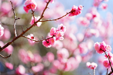 Fototapeta na wymiar 春に咲く梅の花