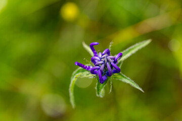 Phyteuma orbiculare flower in mountains, close up shoot	