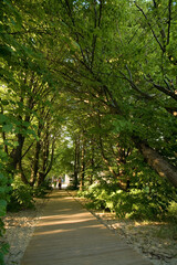 Wooden pathway amid lush trees in Pärnu, Estonia, on a sunny day at summer.