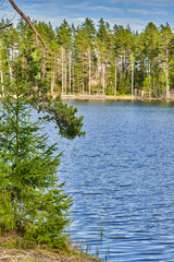Natural landscape with forest lake and pine trees - 492716555