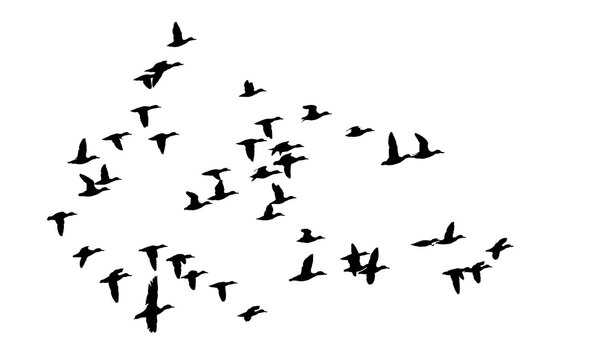 Flying birds. Vector image. White background. 