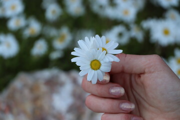 daisy in hand