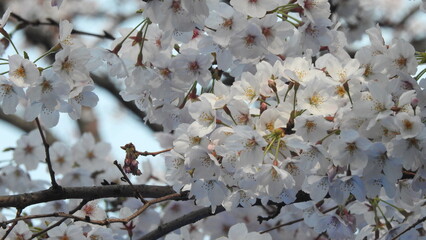 Kairakuen Mito