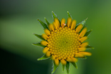 Buphthalmum salicifolium flower in mountains, close up