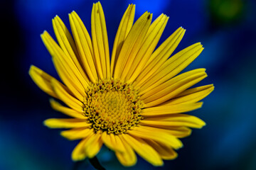 Buphthalmum salicifolium flower growing in mountains, close up shoot	