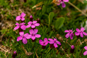 Fototapeta premium Silene acaulis flower growing in mountains, macro