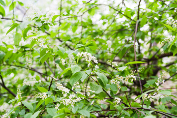 Blossom bird cherry flowers.