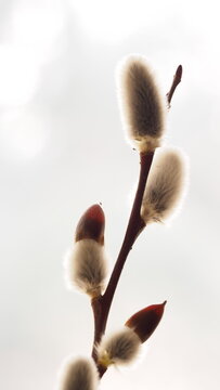 猫柳 Images Browse 390 Stock Photos Vectors And Video Adobe Stock