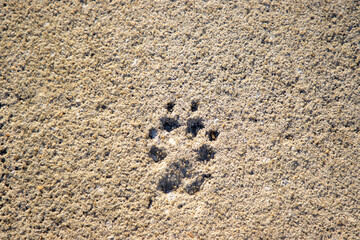 Paw print in concrete