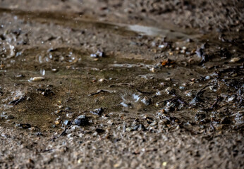 raindrops fall on brown sand and create magical shapes 